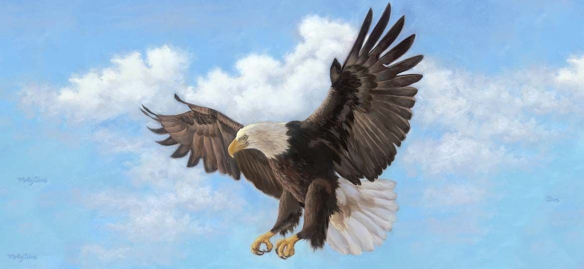 eagle WIDE